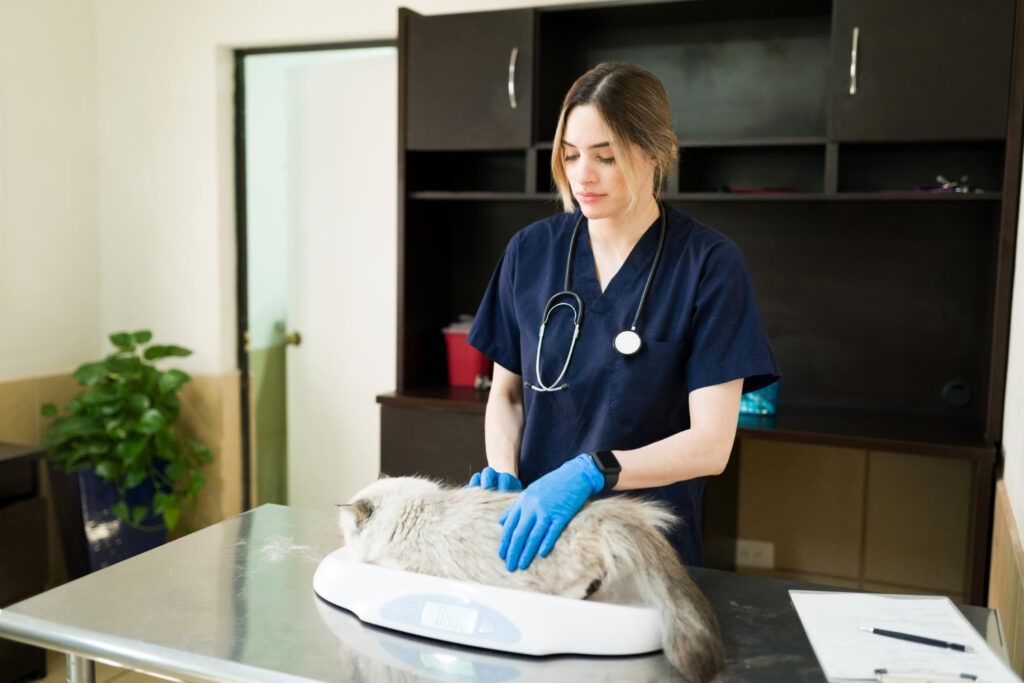 cabinet-veterinar-sector-4-1