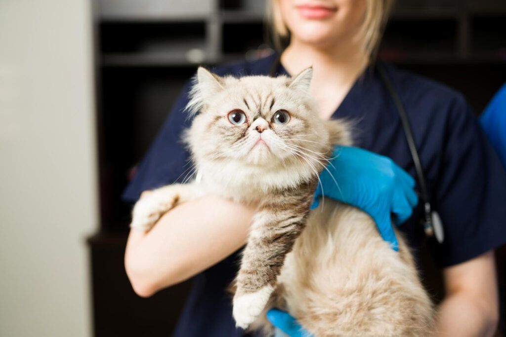 cabinet-veterinar-sector-4-2